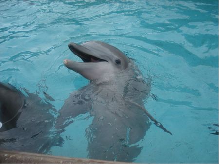 Dolphin Cove photo, from ThemeParkInsider.com